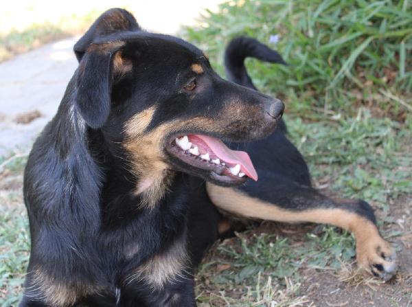 Mandy, Splendida Cucciolotta Cerca Casa! 